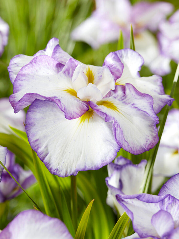 Japansk Iris 'Light and Dawn' barrot