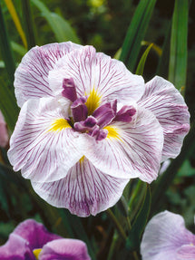 Japansk Iris 'Royal Pageant'