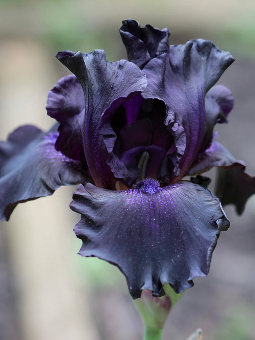 Skäggiris Black Knight (Iris germanica)