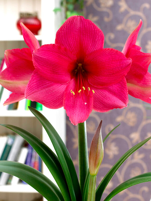 Köp Amaryllis Lagoon från Holland | DutchGrown™