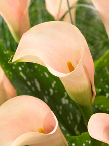 Kalla Auckland (Zantedeschia)