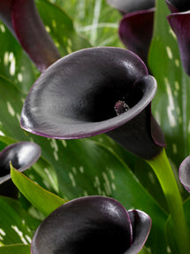 Kalla Cantor (Zantedeschia)