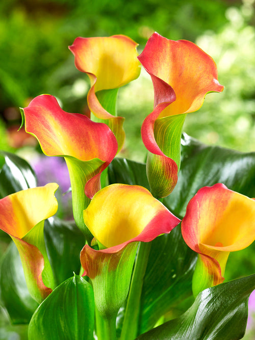 Kalla Captain Lido (Zantedeschia)