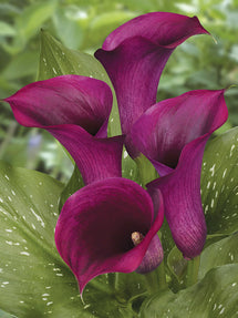 Kalla Captain Promise (Zantedeschia)