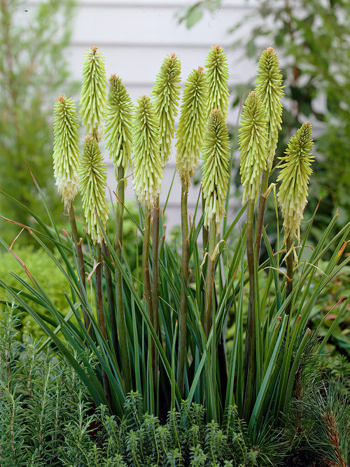 Köp Fackellilja Green Jade (Kniphofia)