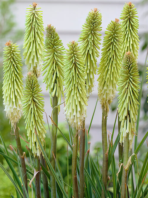 Fackellilja Green Jade (Kniphofia)