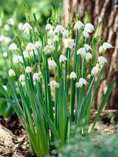 Leucojum Gravetye Giant (Snöklocka)