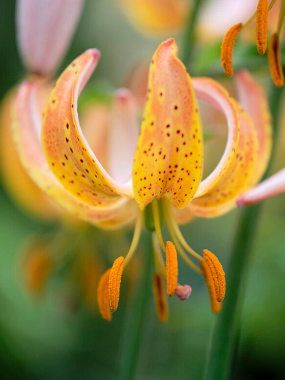 Martagonlilja 'Peppard Gold' lily