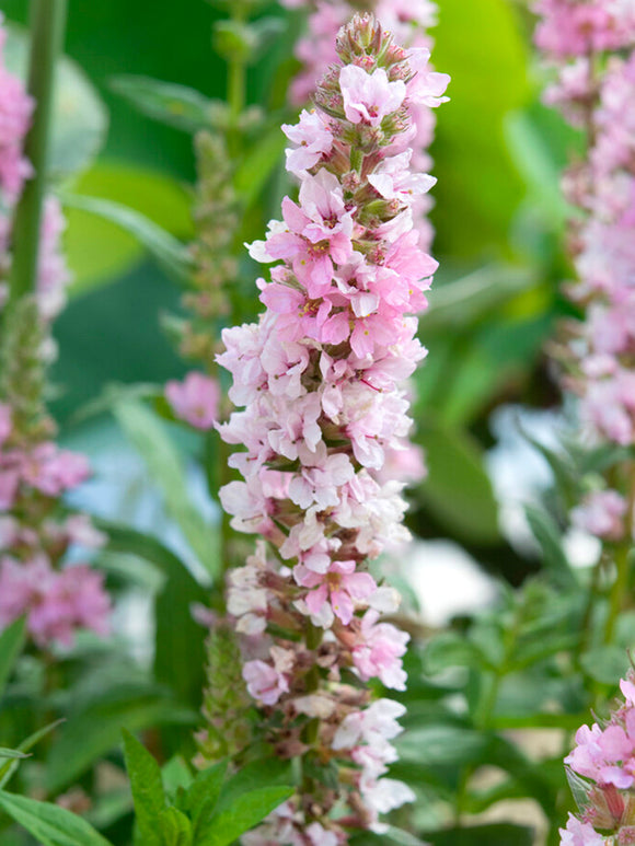 Fackelblomster 'Blush' (Lythrum salicaria)