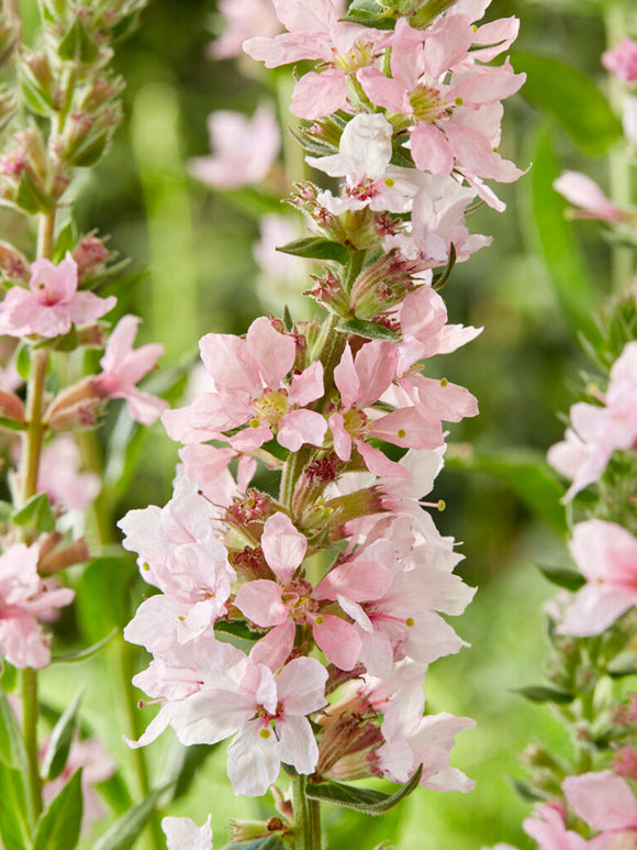 Fackelblomster 'Blush' (Lythrum salicaria)