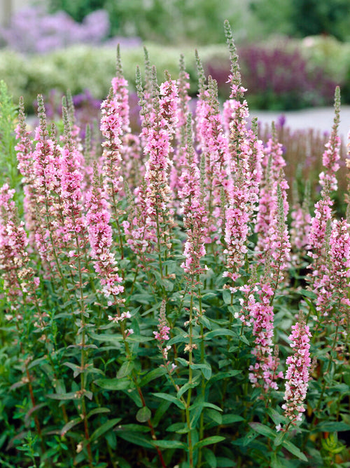 Fackelblomster 'Blush' (Lythrum salicaria)