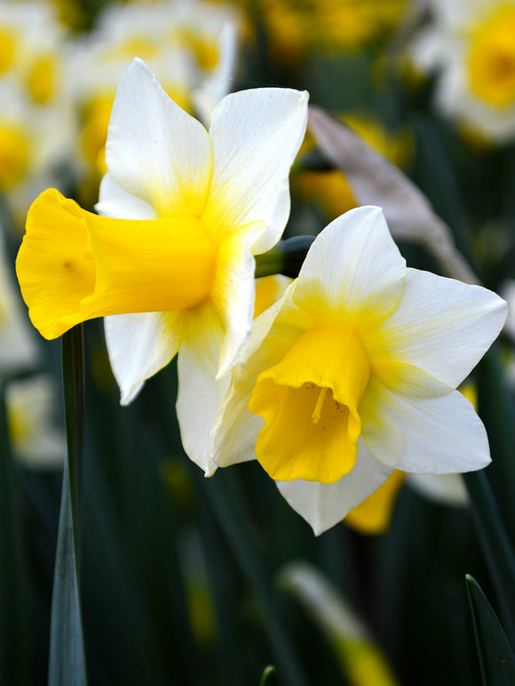 Köp Minipåsklilja Golden Echo | Blomsterlökar från DutchGrown™