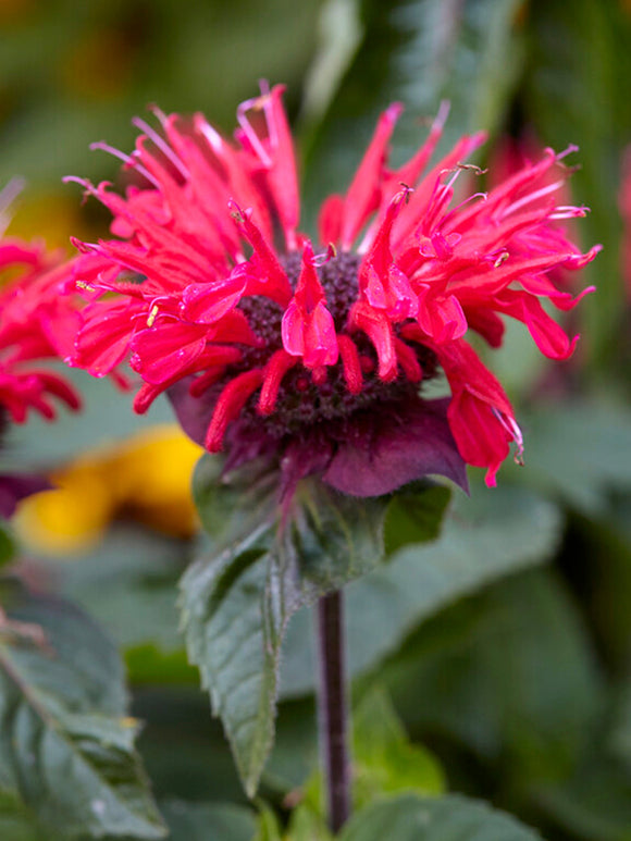 Temynta Bee Happy (Monarda)