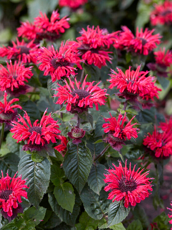 Temynta 'Bee Happy' (Monarda) Barrot