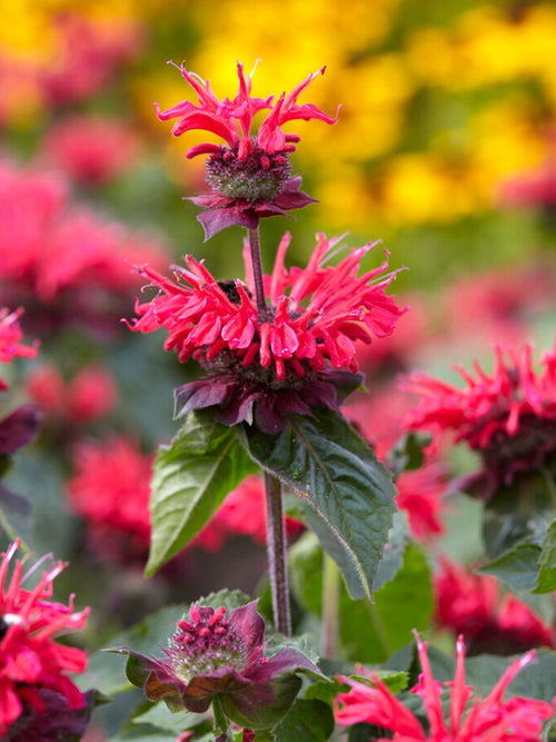 Temynta 'Bee Happy' (Monarda)