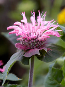 Temynta Bee Lieve (Monarda)