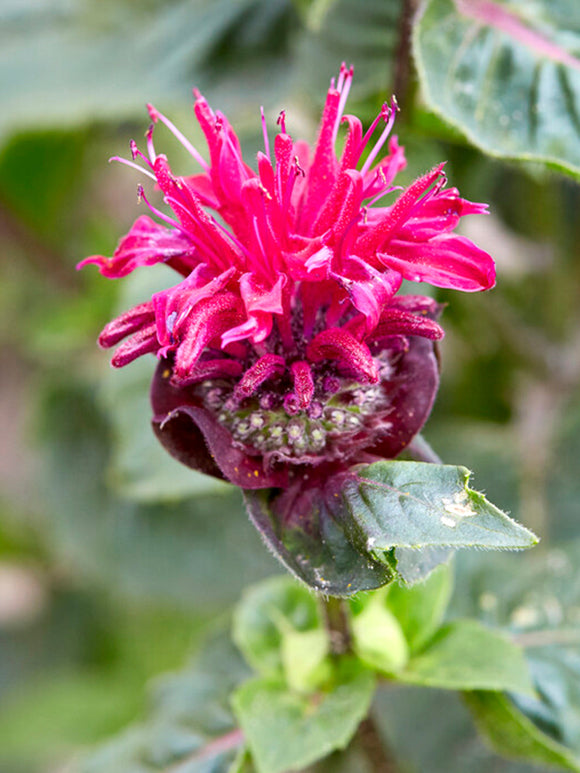 Monarda Bee True - Temynta 'Bee True' - Bergamot