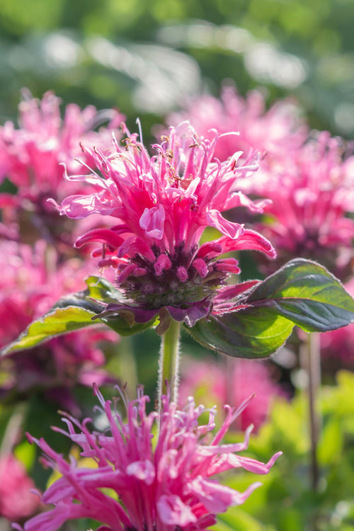 Temynta 'Cranberry Lace' (Monarda)