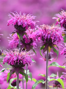 Temynta Cranberry Lace (Monarda)