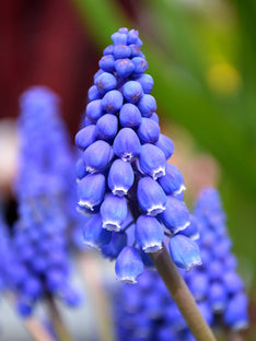 Muscari Armeniacum (Druvhyacint)