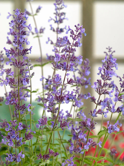 Kantnepeta 'Junior Walker' 