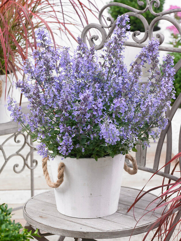 Kantnepeta 'Junior Walker' 