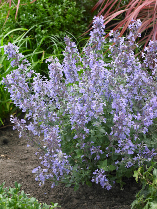 Kantnepeta 'Junior Walker' 