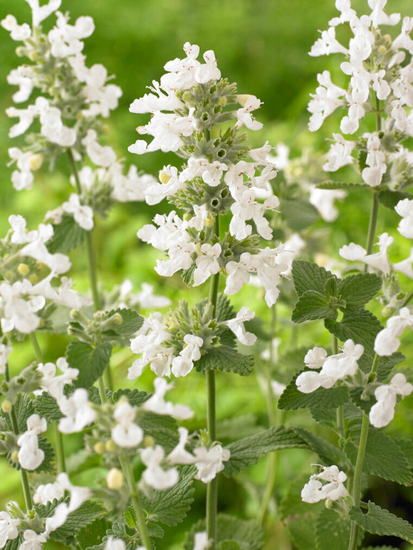 Kantnepeta 'Snowflake'