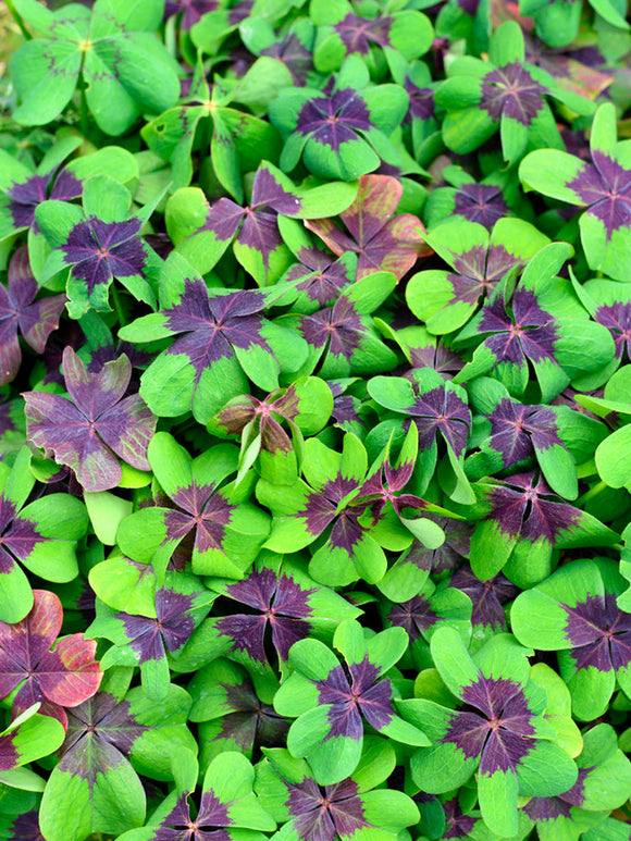 Lyckoklöver 'Iron Cross' (Oxalis)