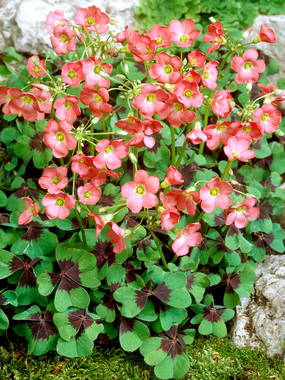 Oxalis Iron Cross (Lucky Clover)