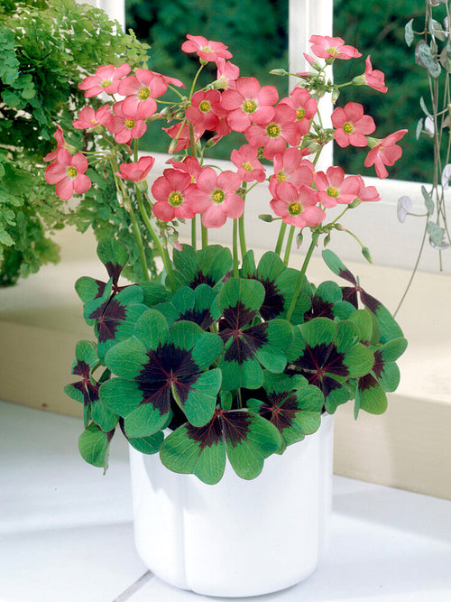 Lyckoklöver 'Iron Cross' (Oxalis)