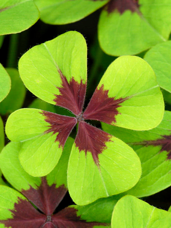 Lyckoklöver 'Iron Cross' (Oxalis)