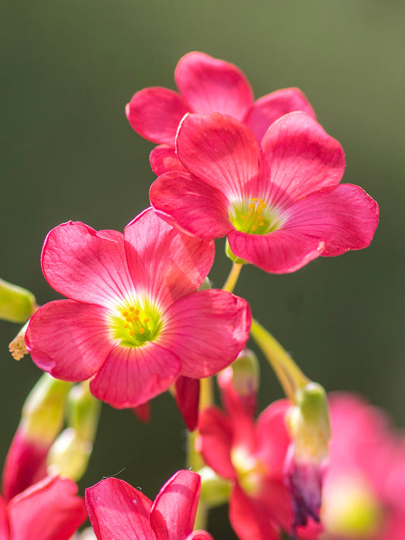 Lyckoklöver 'Iron Cross' (Oxalis)