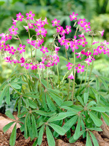 Lyckoklöver Lasiandra (Oxalis)