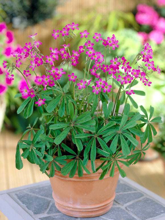 Lyckoklöver Lasiandra (Oxalis)