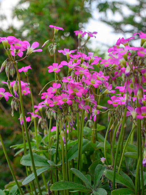 Lyckoklöver Lasiandra (Oxalis)