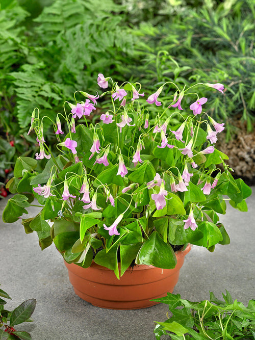 Lyckoklöver Fanny (Oxalis)