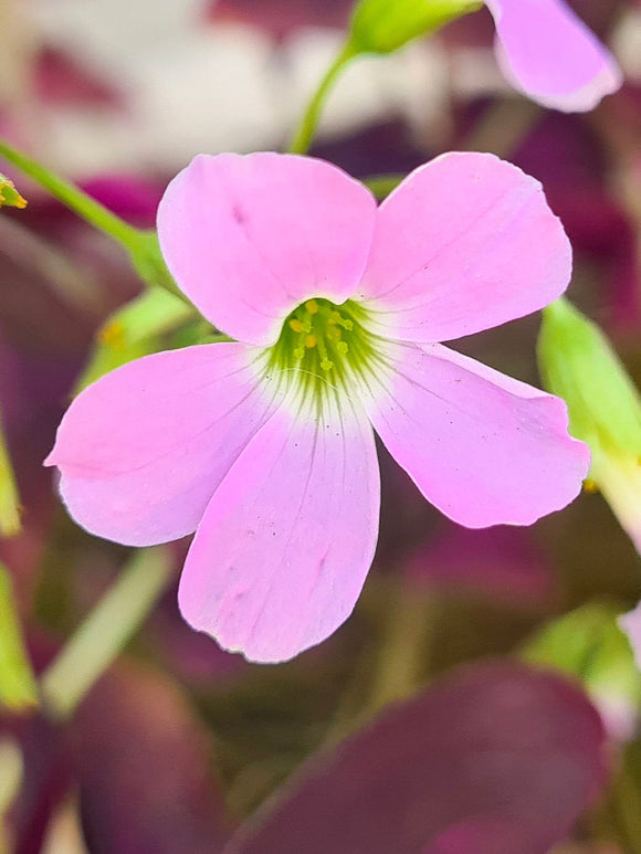 Lyckoklöver Fanny (Oxalis)