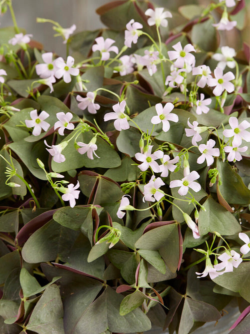 Lyckoklöver 'Sanne' (Oxalis)