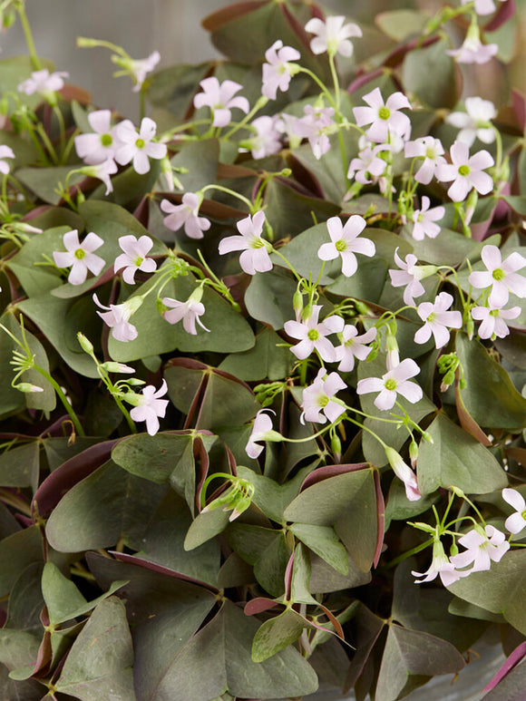 Lyckoklöver 'Sanne' (Oxalis)