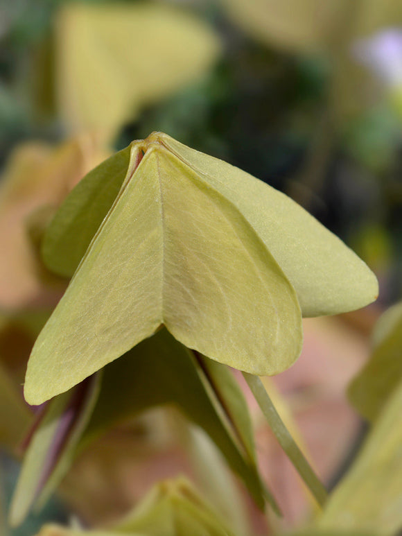 Lyckoklöver 'Sanne' (Oxalis)