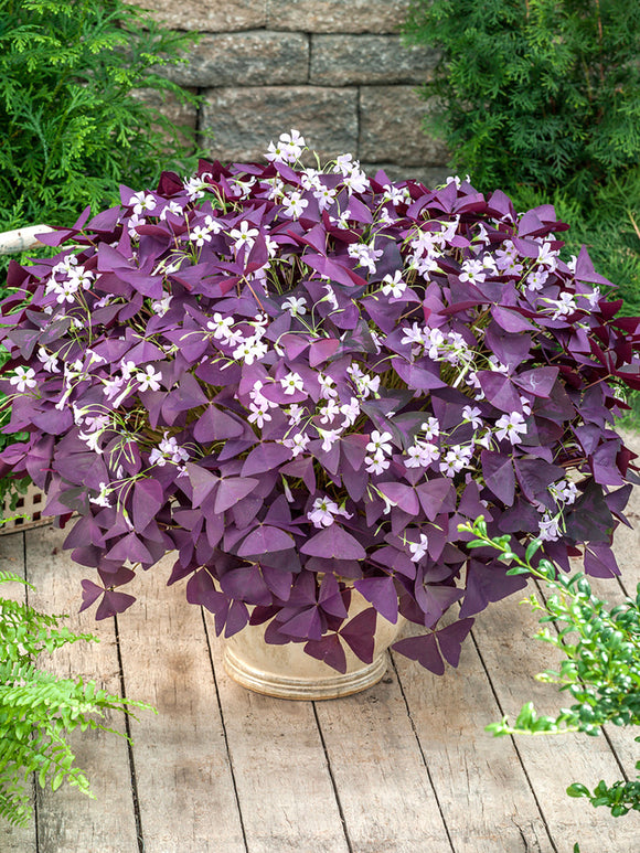 Lyckoklöver Triangularis Mijke (Oxalis)