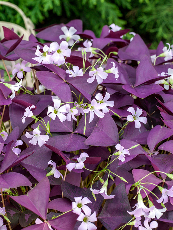 Lyckoklöver Triangularis Mijke (Oxalis)