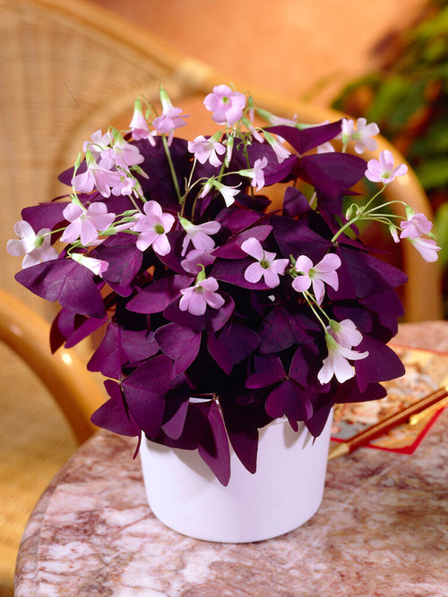 Lyckoklöver Triangularis Mijke (Oxalis)