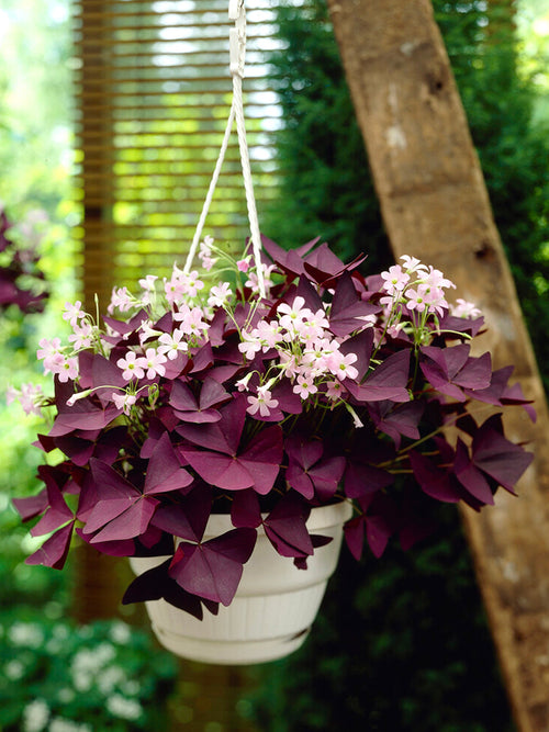 Lyckoklöver Triangularis Mijke (Oxalis)