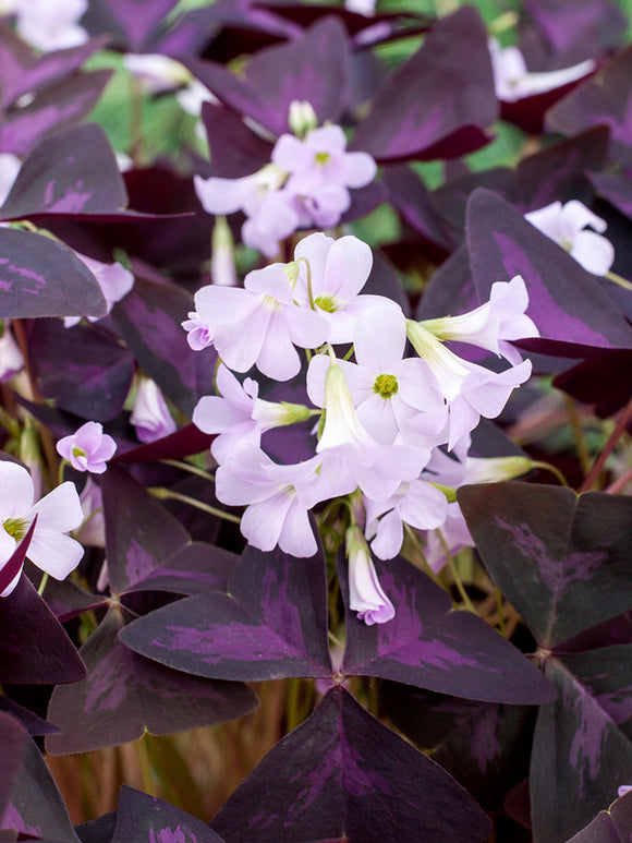 Lyckoklöver 'Sunny' (Oxalis)