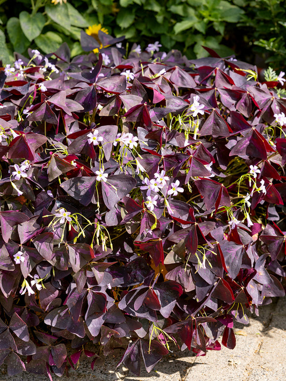 Lyckoklöver 'Sunny' (Oxalis)