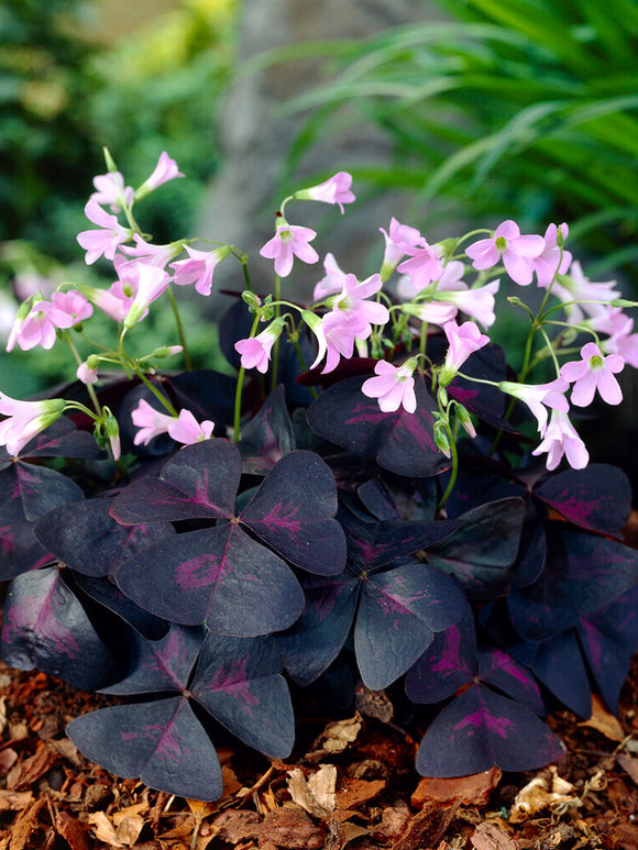 Lyckoklöver 'Sunny' (Oxalis)