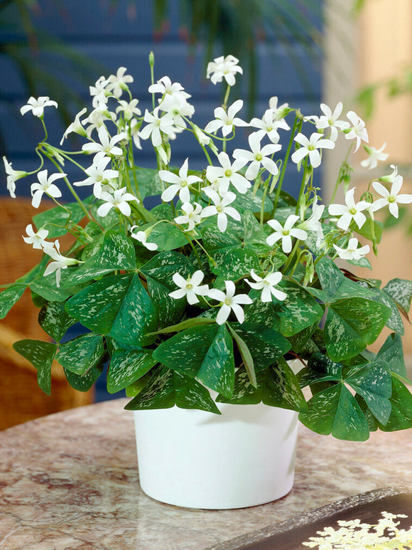 Lyckoklöver 'Irish Mist' (Oxalis)