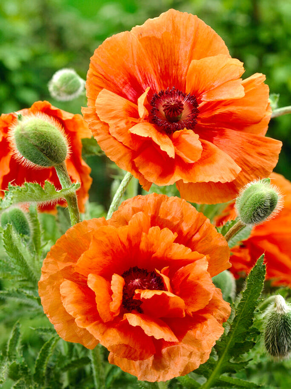 Papaver 'Harvest Moon' (Orientvallmo)